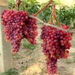 Veles druer