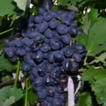Divertimento con l'uva