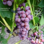 Ainset Sidlis Grape