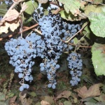 Olenevsky druer