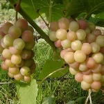 Palanga druer