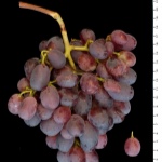 Taifi lyserøde druer