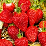 Erdbeer Alba