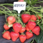 Jordbær Aprica