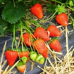 Erdbeere Arosa