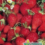 Erdbeeren Baron Solemacher