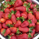 Erdbeere Belrubi