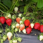 Erdbeer-Bereginya