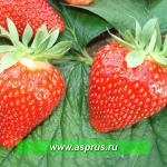Erdbeere aus Delhi