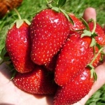 Strawberry Marvelous