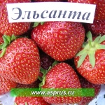 Elsanta jordbær