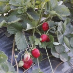 Erdbeere Everly