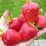 Strawberry Harmony