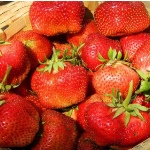 Erdbeer-Gigantella