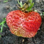 Erdbeer-Kamrad-Gewinner