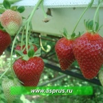 Erdbeer-Capri