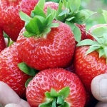 Kimberly jordbær