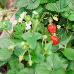 Erdbeer-Krapo 10