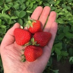 Erdbeere Krim