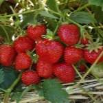Erdbeer-Leah-Zucker