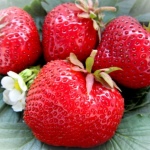 Erdbeer-Maxim