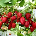 Erdbeer-Malga