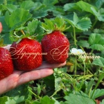 Erdbeer Marschall