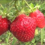 Erdbeer Mashenka