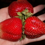 Erdbeer-Onda