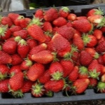Erdbeer-Orlets