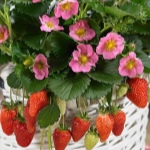 Strawberry Roman
