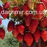 Rügen Erdbeeren