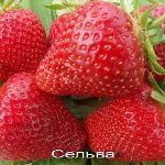 Erdbeere Selva