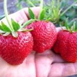 Erdbeerspargel
