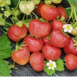 Erdbeer-Sudarushka