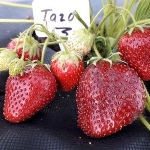 Erdbeer-Tago