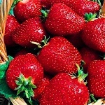 Erdbeer-Wendy