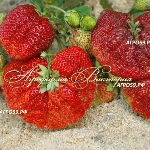 Erdbeer Vicoda