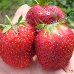 Jordbær Wima Xim
