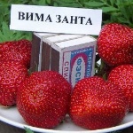 Jordbær Vima Zanta