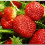 Erdbeer Vityaz