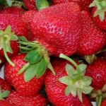 Zenga Zengana jordbær