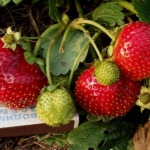 Erdbeere Borovitskaya