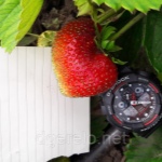 Erdbeer Chamora Turusi