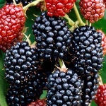 Blackberry Darrow
