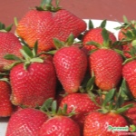 Eliane's Erdbeeren