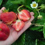 Erdbeere Evie 2