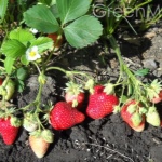 Strawberry Evis Delight