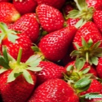 Erdbeer-Favorit