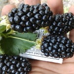 Blackberry Natchez